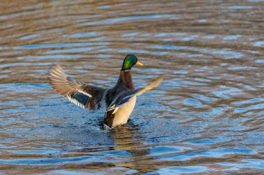 Sudaki ördek kanatlarını çırpıyor