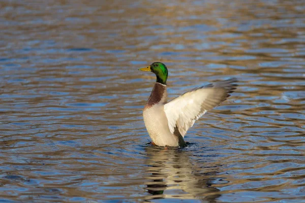 Eend Het Water Die Zijn Vleugels Wappert — Stockfoto