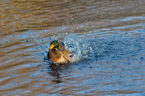 Portrait Canard Nageant Eau Bleue — Photo