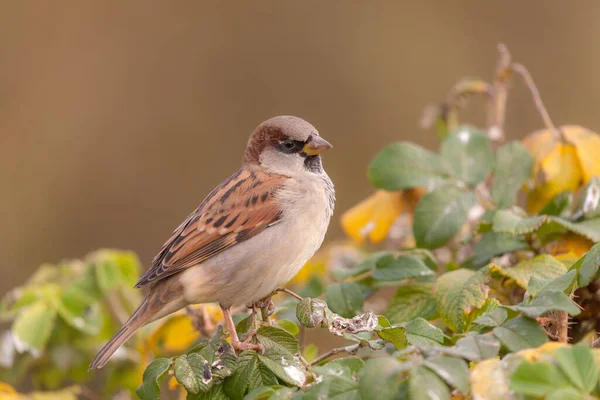 Portrait Sparrow Green Branch Wild Rose Close — Stock Photo, Image