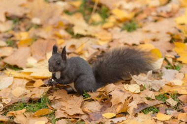 Sonbahar parkındaki siyah sincabın portresi.