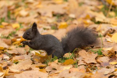 Sonbahar parkındaki siyah sincabın portresi.