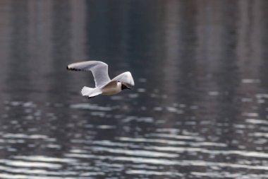 arka plan su üzerinde uçan martı