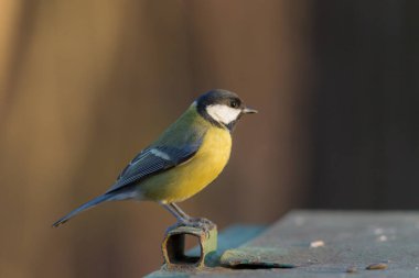 portrait of a sitting tit close up