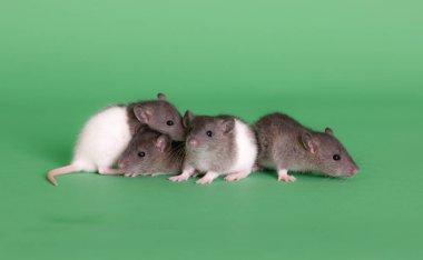Yavru ev fareleri yeşil arka planda