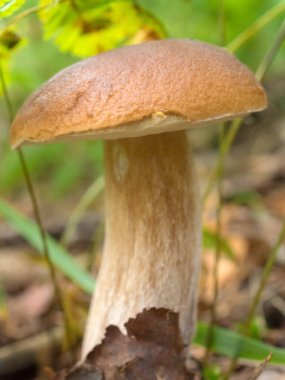 Ormandaki beyaz mantar. Kapat.