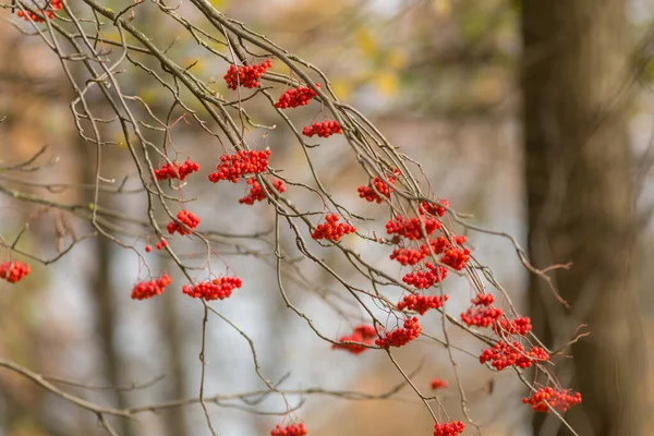 Grappes Rowan Rouge Mûr Automne — Photo