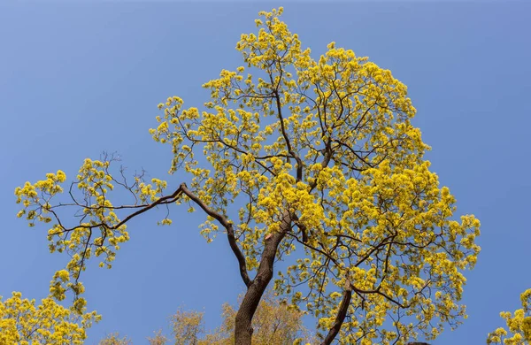 春天开花的枫树的枝条在天空的衬托下 — 图库照片