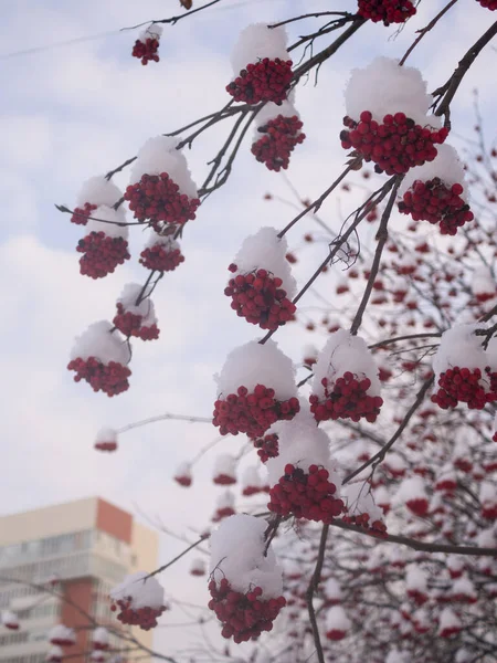 Ebereschenzweige Mit Roten Beeren Winter Unter Dem Schnee — Stockfoto