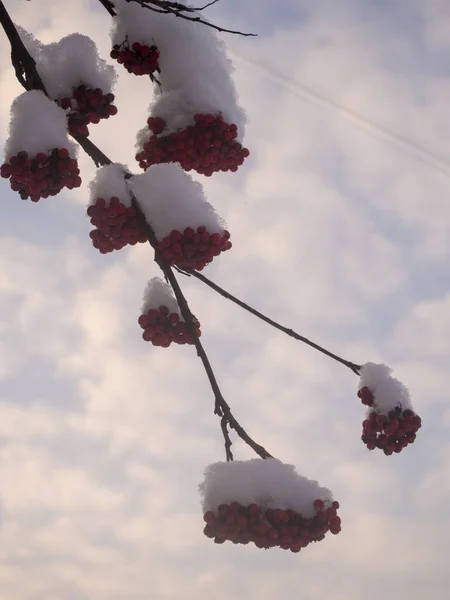 Ebereschenzweige Mit Roten Beeren Winter Unter Dem Schnee — Stockfoto