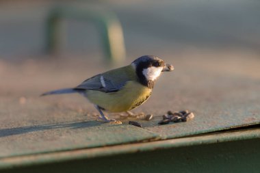 Ön planda meme faresi ayçekirdeği yiyor. Yakından.