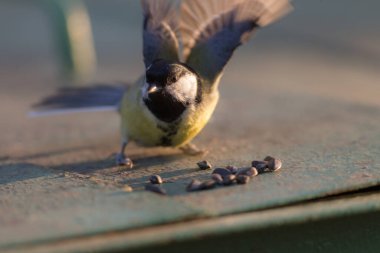 Ön planda meme faresi ayçekirdeği yiyor. Yakından.