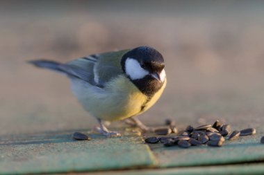 Ön planda meme faresi ayçekirdeği yiyor. Yakından.