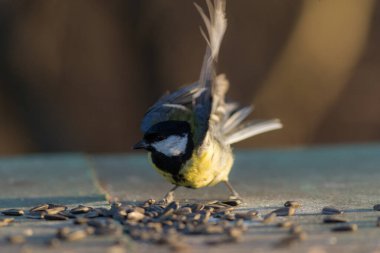 Ön planda meme faresi ayçekirdeği yiyor. Yakından.