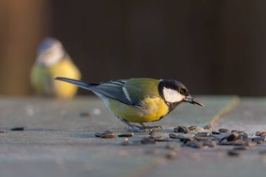 Ön planda meme faresi ayçekirdeği yiyor. Yakından.