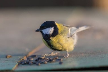 Ön planda meme faresi ayçekirdeği yiyor. Yakından.