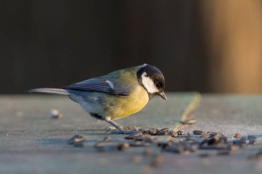 Ön planda meme faresi ayçekirdeği yiyor. Yakından.