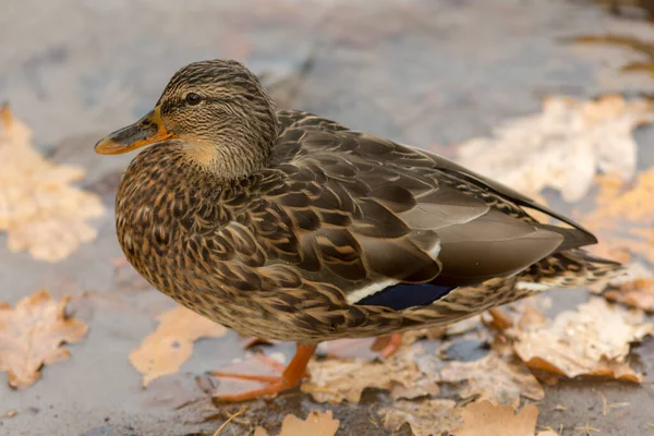 Portrait Canard Automne Gros Plan — Photo