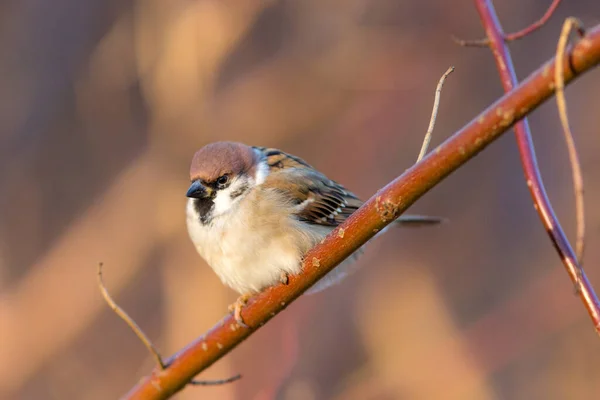 Porträt Eines Sperlings Auf Einem Ast — Stockfoto