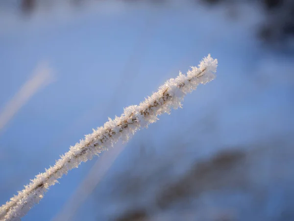 Gras Bedekt Met Vorst Een Koude Winterdag Close — Stockfoto