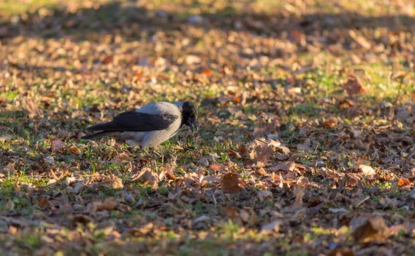 Portrait Corbeau Gris Dans Parc Automne — Photo