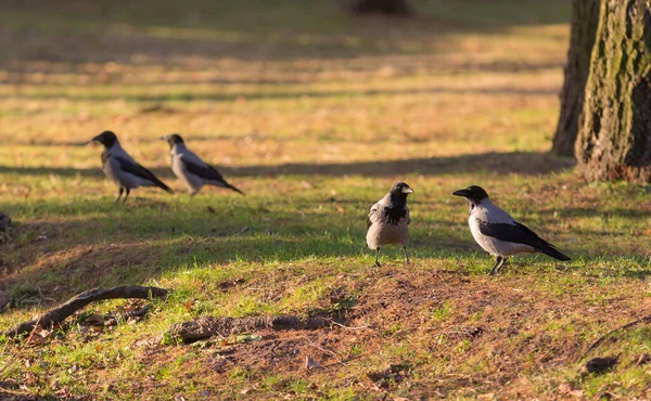 Flock Grå Kråkor Höstparken — Stockfoto