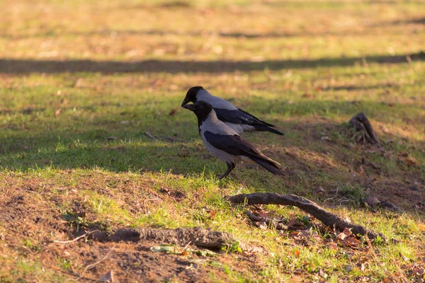 Deux Corbeaux Gris Dans Parc Automne Par Une Journée Ensoleillée — Photo