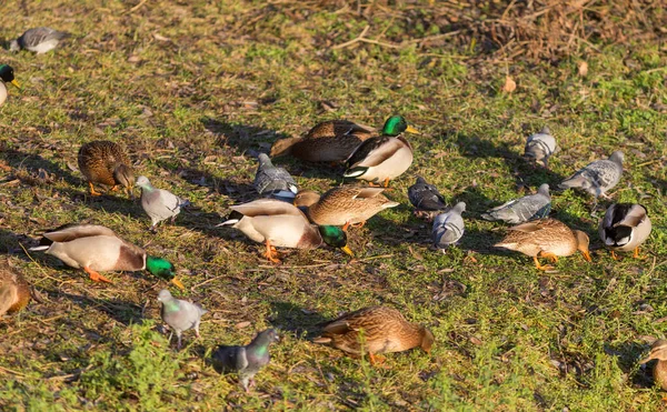 Parkta Ördek Güvercin Sürüsü — Stok fotoğraf