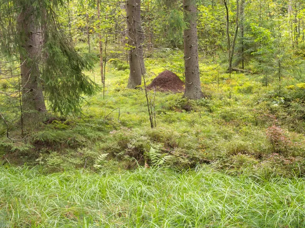 Landschap Een Naaldbos Met Een Mierenhoop — Stockfoto