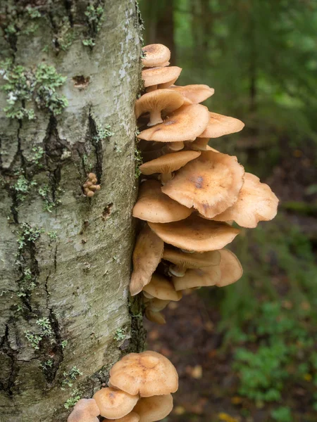 Edible Honey Mushrooms Tree Trunk Close — Stock Photo, Image
