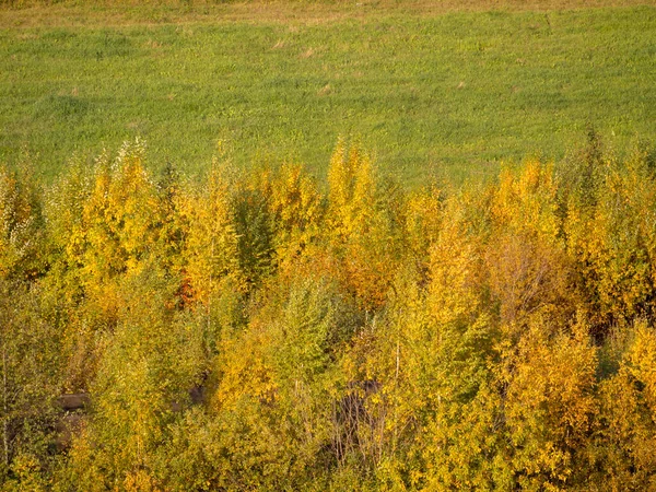 노란색 나무들이 — 스톡 사진