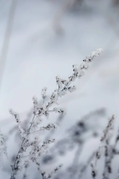 Dry Grass Covered Hoarfrost Cold Winter Day Closeup — 图库照片