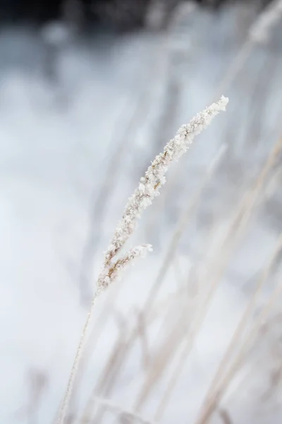 在寒冷的冬日特写中 干草被冻土覆盖 — 图库照片