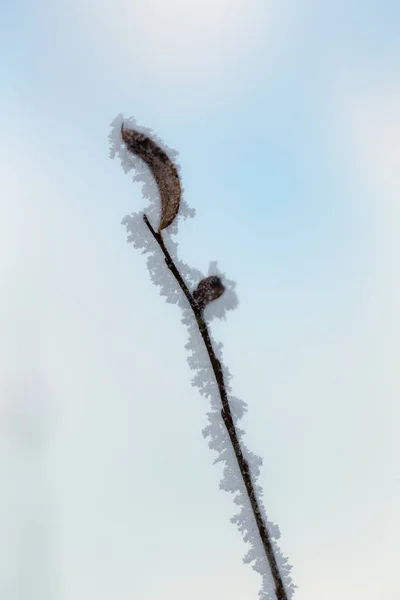 Branch Plant Hoarfrost Cold Winter Day — 图库照片