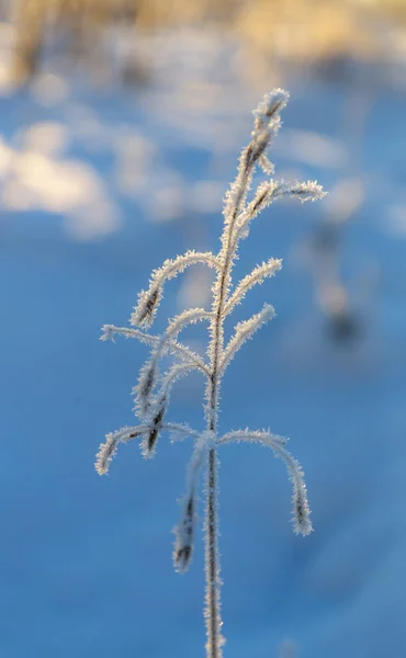 在寒冷的冬日特写中 干草被冻土覆盖 — 图库照片