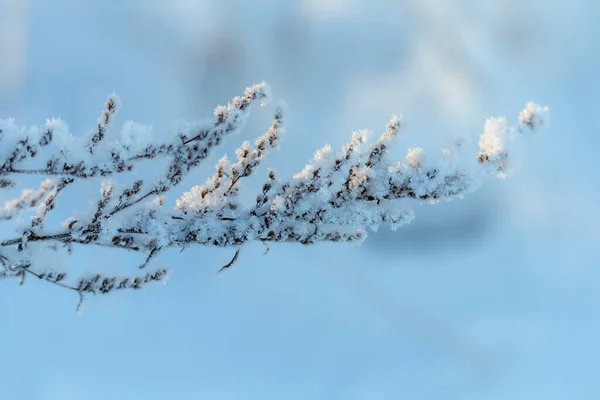 Kuru Çimenler Soğuk Bir Kış Gününde Kırağı Kaplamıştı — Stok fotoğraf
