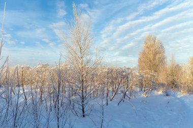 Kış aylarında yaban domuzu çalılarıyla dolu bir manzara.
