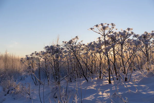 冬の日には雪の下にある雑草の茂みは — ストック写真