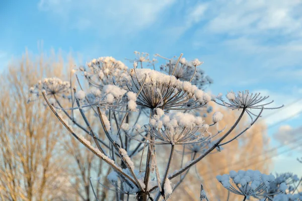 Pastinák Pod Sněhem Pozadí Oblohy — Stock fotografie