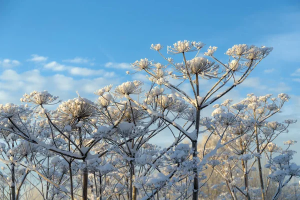 Moitas Hogweed Sob Neve Inverno — Fotografia de Stock