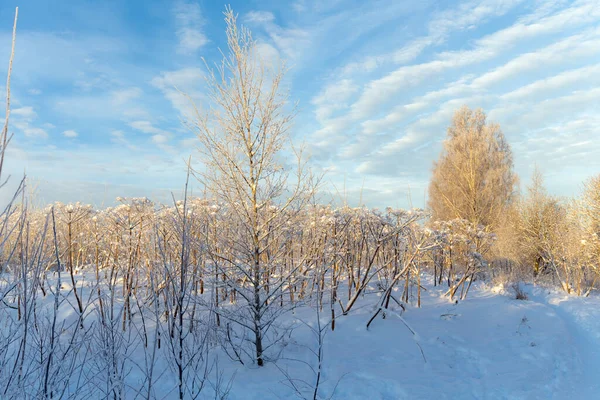 Landskap Med Snår Ogräs Vintern — Stockfoto