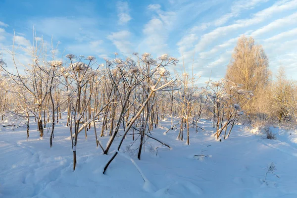 Paesaggio Con Boscaglie Hogweed Inverno — Foto Stock