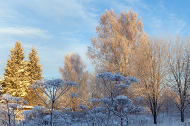 Kış manzarası. Ağaçlar, bitkiler ve karlar içinde.