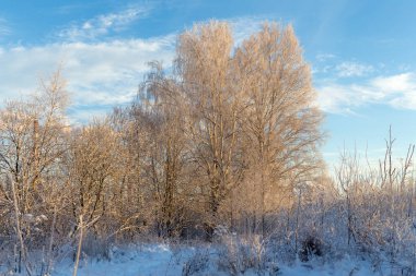 Kış manzarası. Ağaçlar, bitkiler ve karlar içinde.