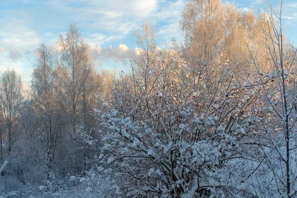 雪と霜の中で木や植物と冬の風景 — ストック写真