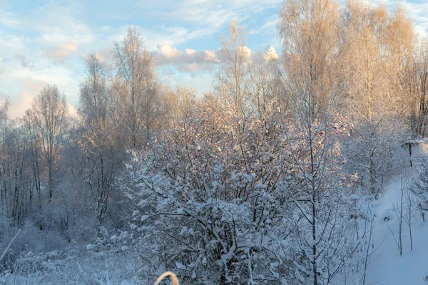 Zimní Krajina Stromy Rostlinami Sněhu Chrastítku — Stock fotografie