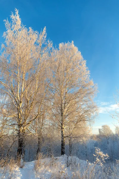 雪と霜の中で木や植物と冬の風景 — ストック写真