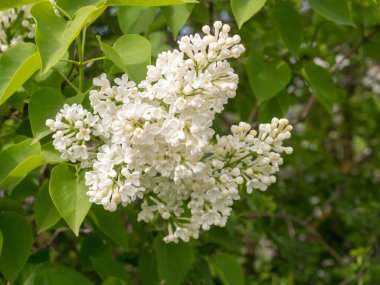 Beyaz leylak bir bahar günü kapanır.
