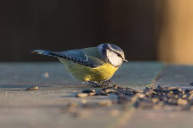 portrait of blue tit in the foreground