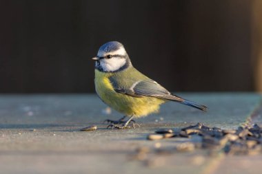 portrait of blue tit in the foreground